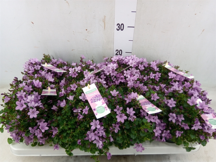 <h4>Campanula  'Ambella Pink'</h4>