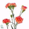 DIANTHUS TR LANDER