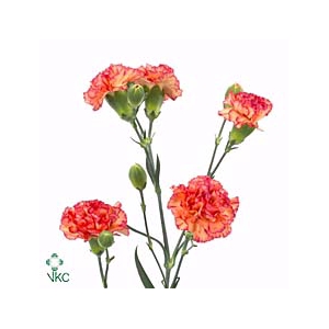 DIANTHUS TR LANDER