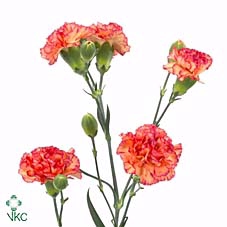 DIANTHUS TR LANDER