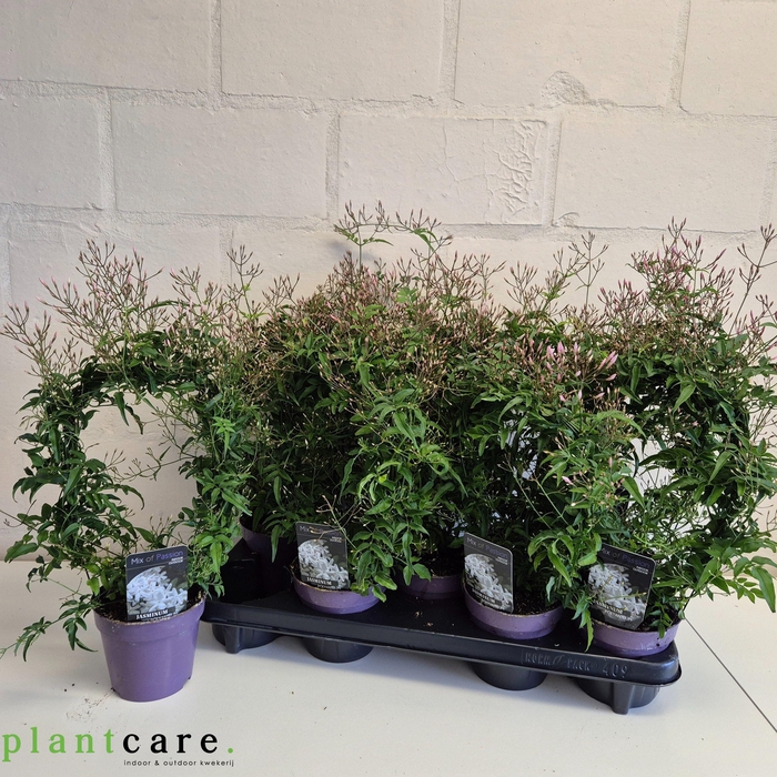 <h4>JASM POLYANTHUM WIT</h4>