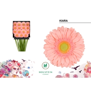 Gerbera Kiara Diamond per kaart