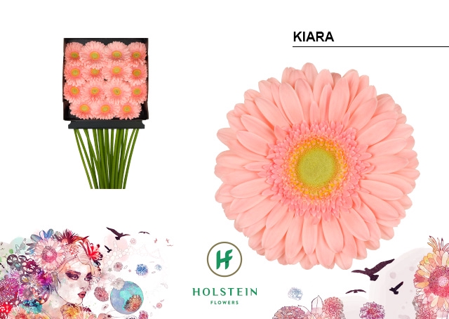 Gerbera Kiara Diamond per kaart