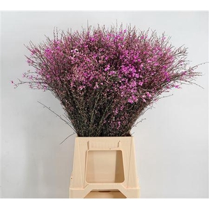 Genista 400gr Col Lila