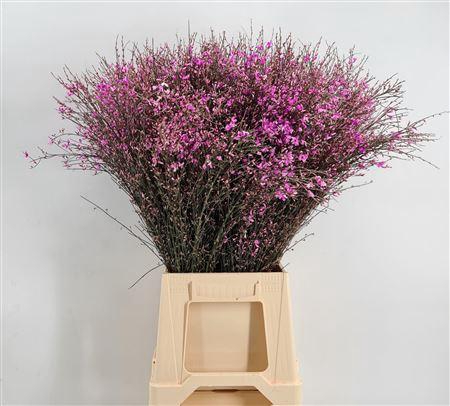 Genista 400gr Col Lila