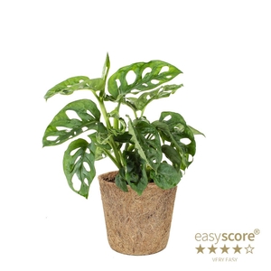 MONSTERA FRIEDRICHSTAHLII P11 COC