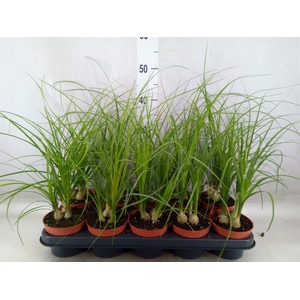 Beaucarnea recurvata