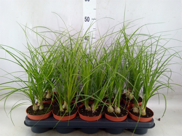 <h4>Beaucarnea recurvata</h4>