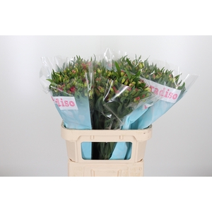 Alstroemeria Pink Paradiso 60 Gram