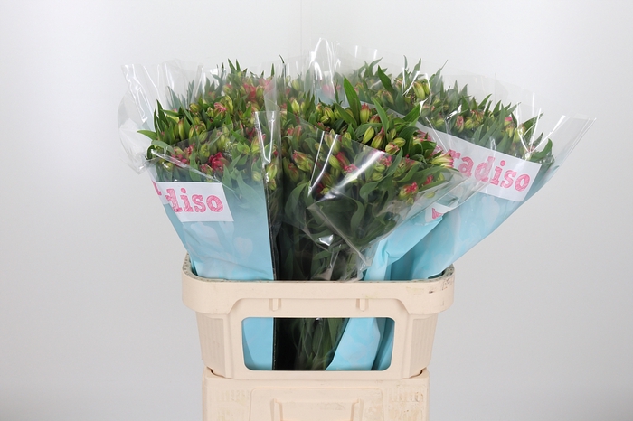 <h4>Alstroemeria Pink Paradiso 60 Gram</h4>