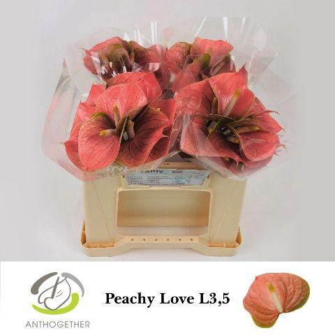 <h4>ANTH A PEACHY LOVE</h4>