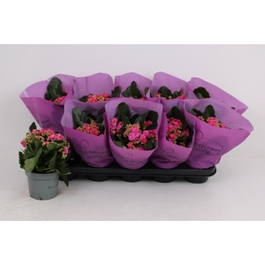 KAL GE PERFECTA PURP