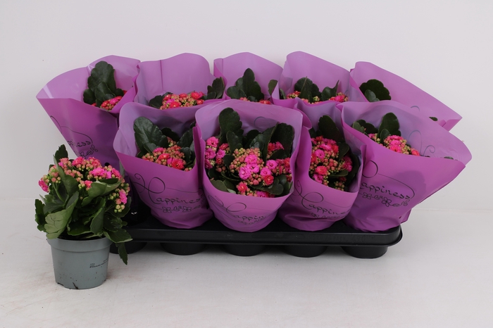 <h4>KAL GE PERFECTA PURP</h4>