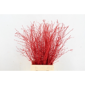 Betula Bs Paint Red