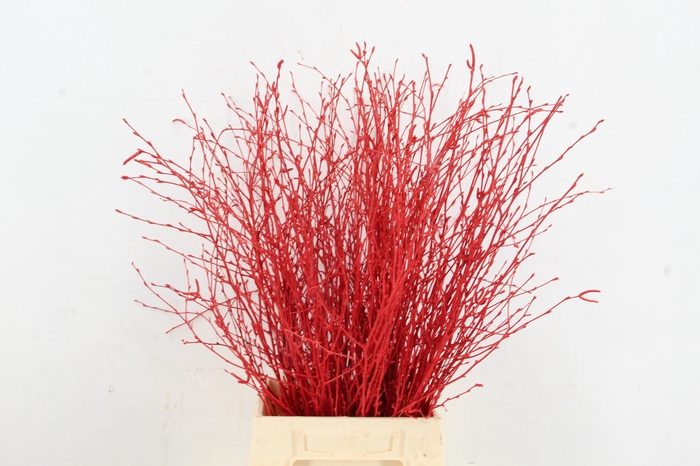 <h4>Betula Bs Paint Red</h4>