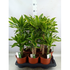 Dracaena frag. 'Golden Coast'