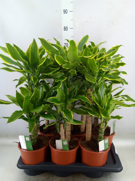 <h4>Dracaena frag. 'Golden Coast'</h4>