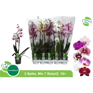 PHAL GEM 7 KL