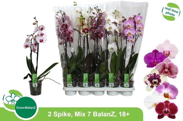 <h4>PHAL GEM 7 KL</h4>