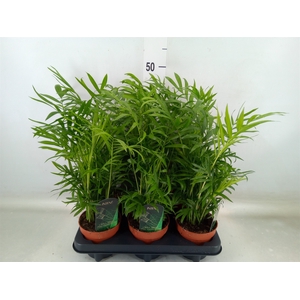 Chamaedorea elegans