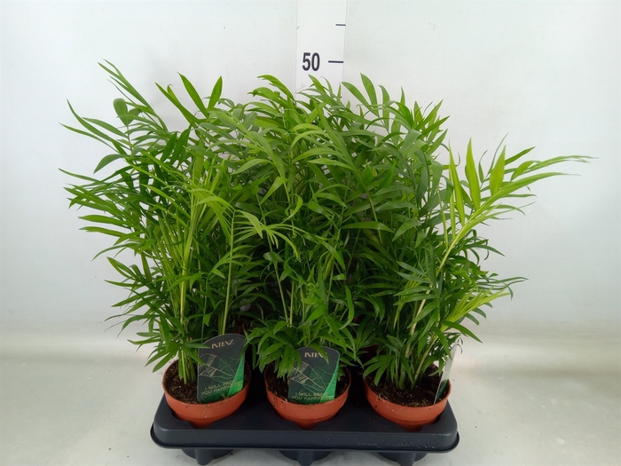 <h4>Chamaedorea elegans</h4>