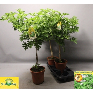 PEL GRAV LEMON TREE