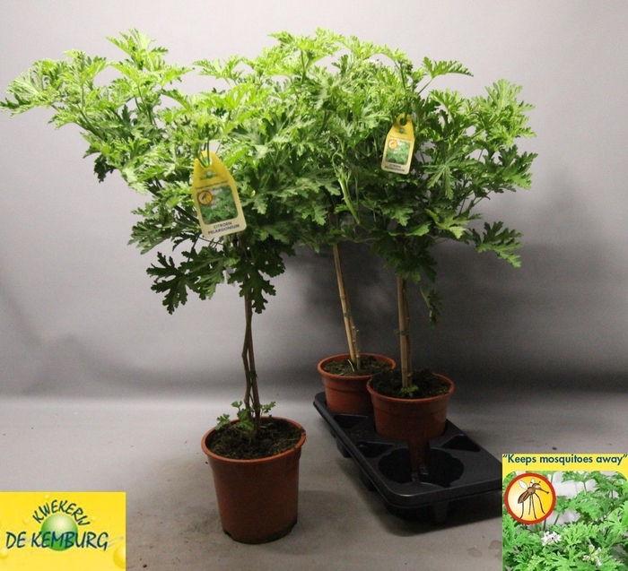 <h4>PEL GRAV LEMON TREE</h4>