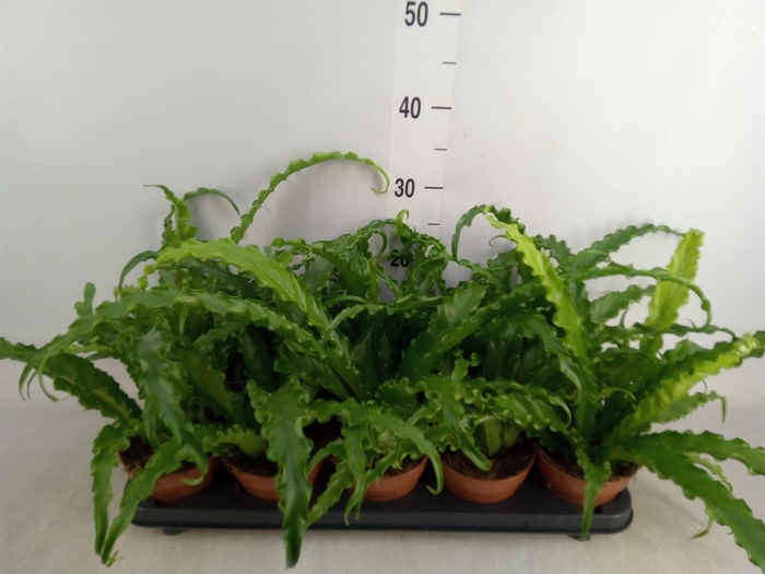 <h4>Asplenium antiquum 'Osaka'</h4>