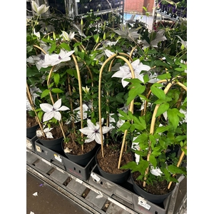 !! PROMO !! CLEM GARLAND WHITE P19