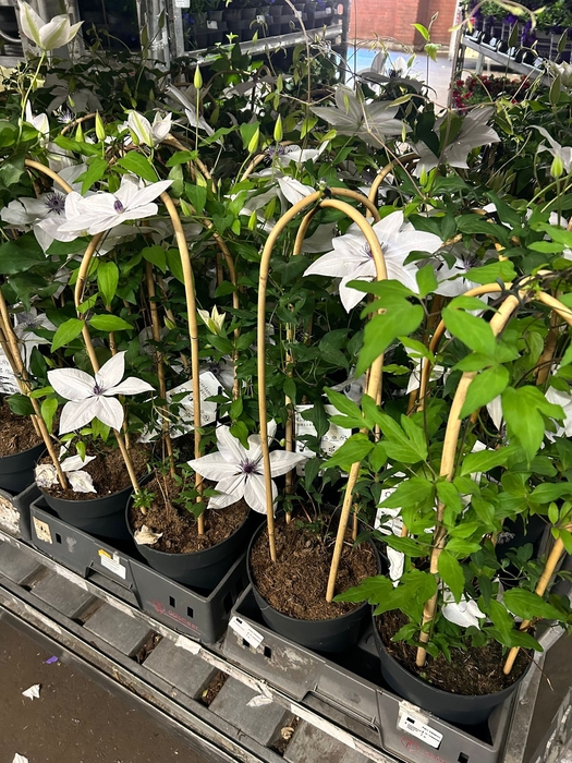 !! PROMO !! CLEM GARLAND WHITE P19