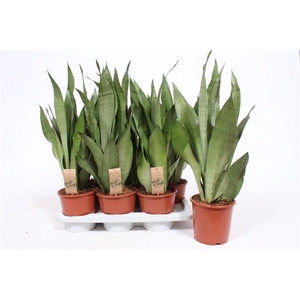 Sansevieria Moonshine