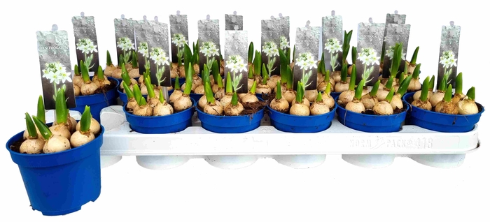 Bol op pot Ornithogalum Balansae zonder steeketiket