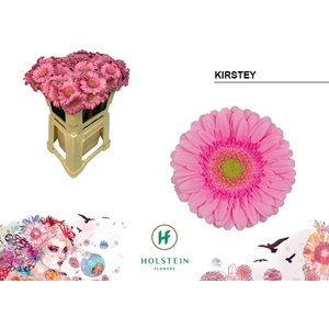 Germini Kirstey Water