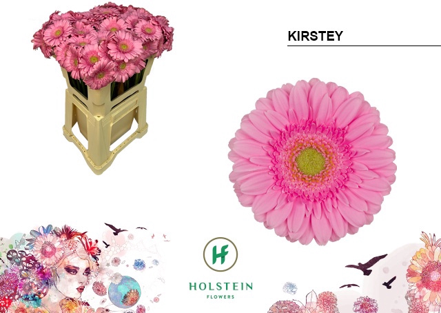 <h4>GE MI KIRSTEY Emmer x80</h4>