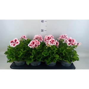 Pelargonium gran.   ..