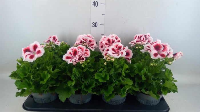 <h4>Pelargonium gran. ..</h4>