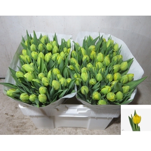 TU DU DOUBLE TROUBLE