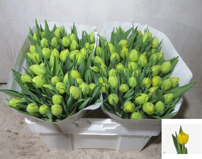 <h4>TU DU DOUBLE TROUBLE</h4>