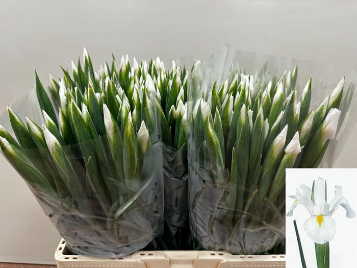 <h4>IRIS WHITE MAGIC</h4>