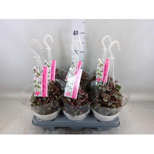 Ceropegia woodii 'Silver Glory'