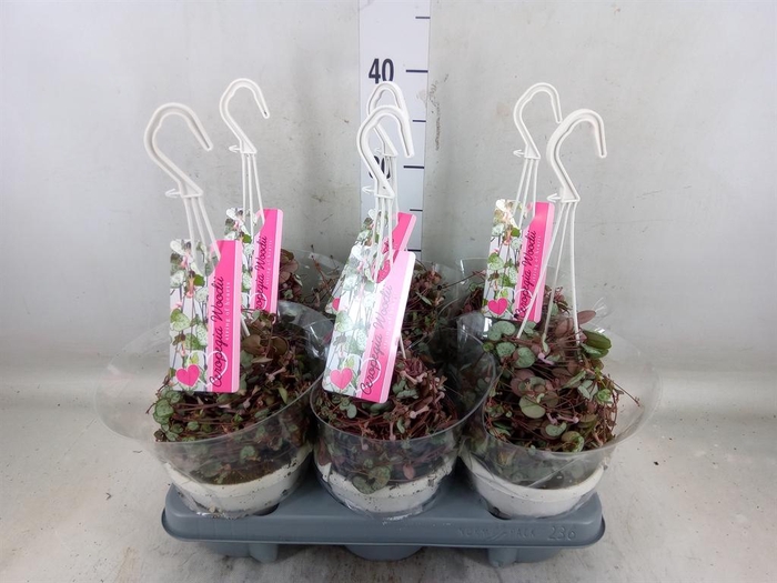 <h4>Ceropegia woodii 'Silver Glory'</h4>