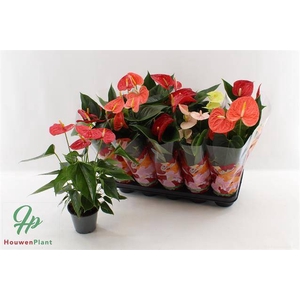 .Anthurium andreanum grp gemengd 4 kleuren
