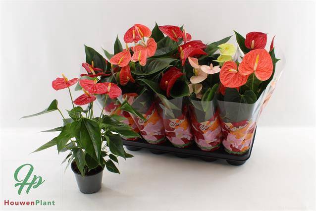 <h4>.Anthurium andreanum grp gemengd 4 kleuren</h4>