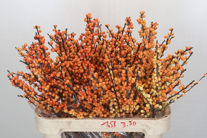 Ilex Verticillata Magical Cresgold