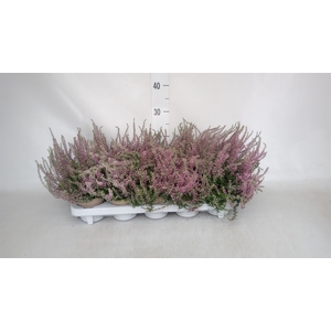 Calluna vulg. 'Garden G Amethyst'