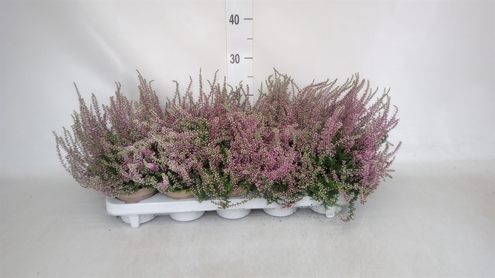 <h4>Calluna vulg. 'Garden G Amethyst'</h4>