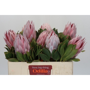 Protea Cynaroides