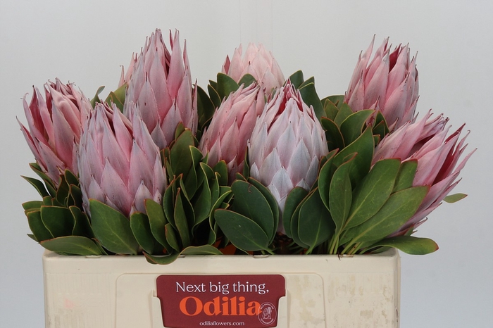 <h4>Protea Cynaroides</h4>