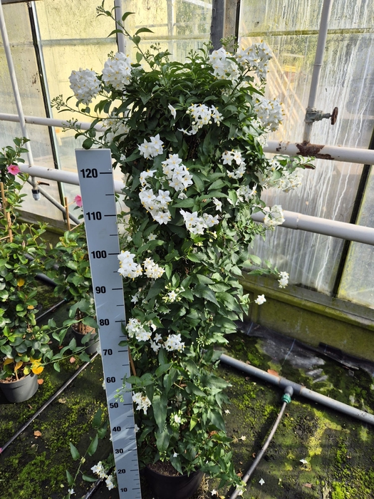 <h4>Solanum Zuil</h4>