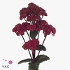 Sedum Magical Lizzy